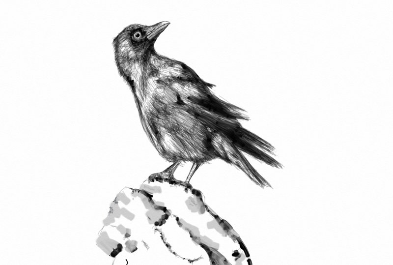 The black crow, perched on a rock, stares at you.