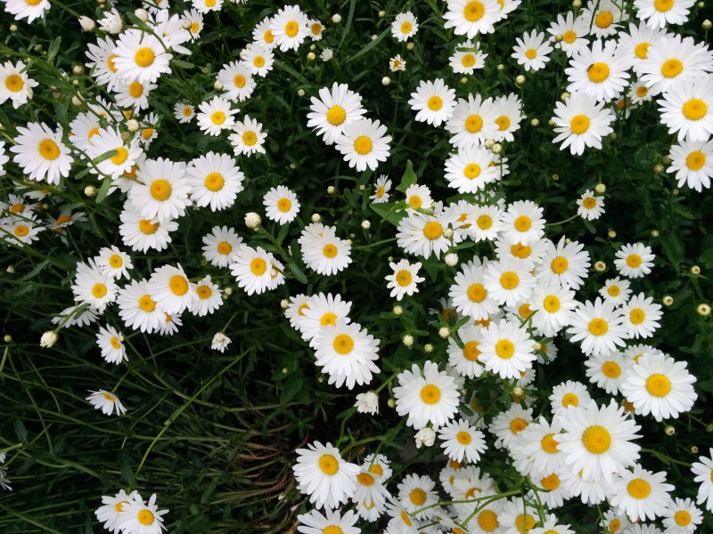 Daisies