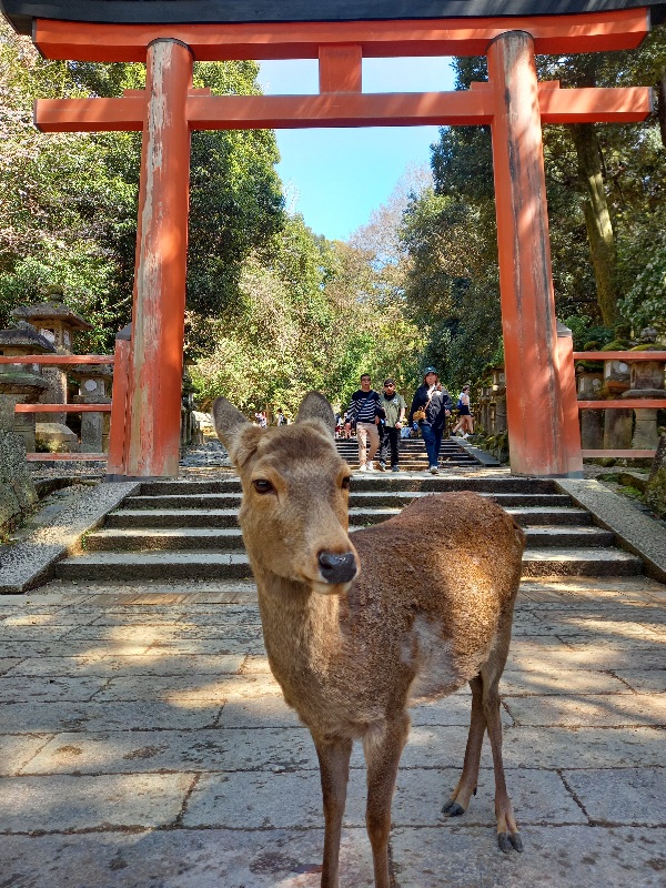 A solitary deer, standing before the shrine gate to Kasuga Taisha, inspected visitors for biscuits.