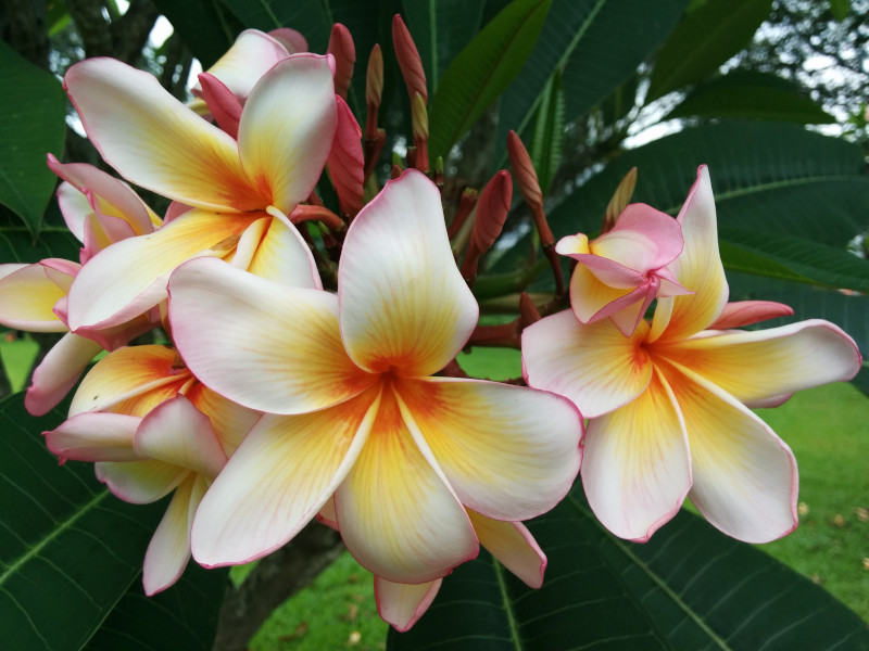 Frangipani