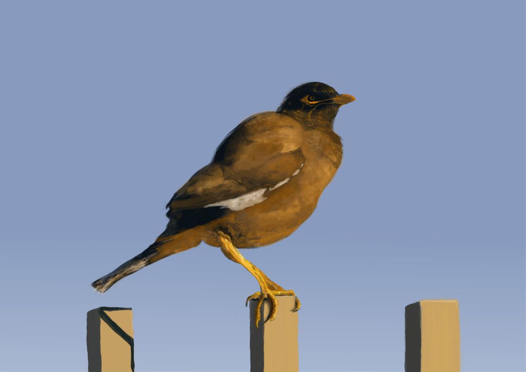 Little mynah