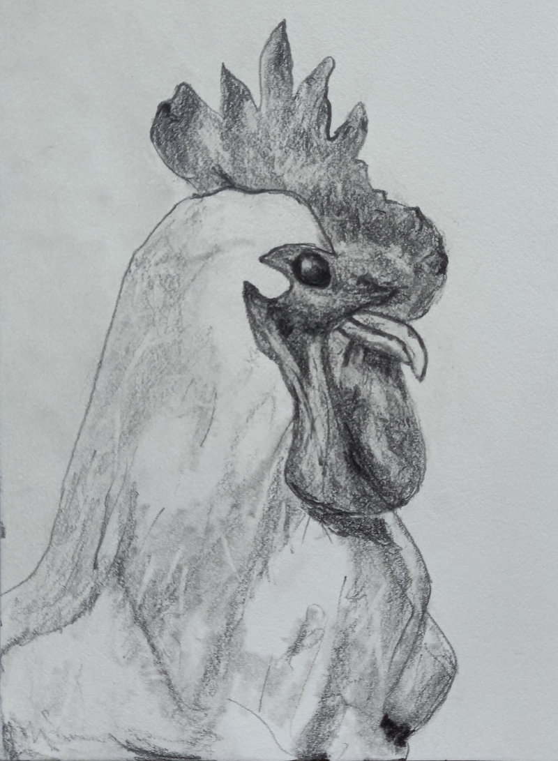 Rooster