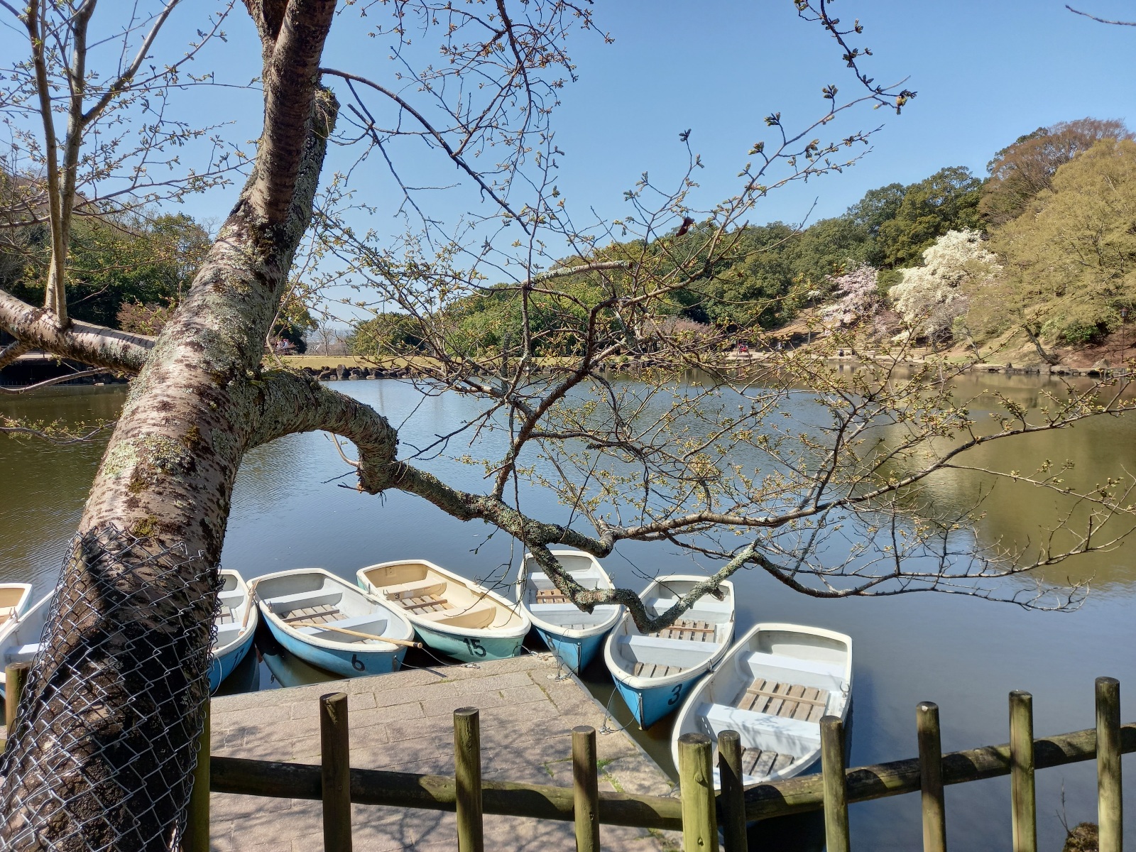 A clear blue sky overlooked a tranquil Sagiike Pond.