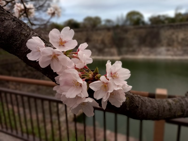 Cherry Blossom of Osaka Castle.